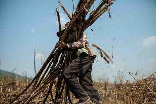 Child Labor on Cambodian sugar plantations is well-documented: A joint ...